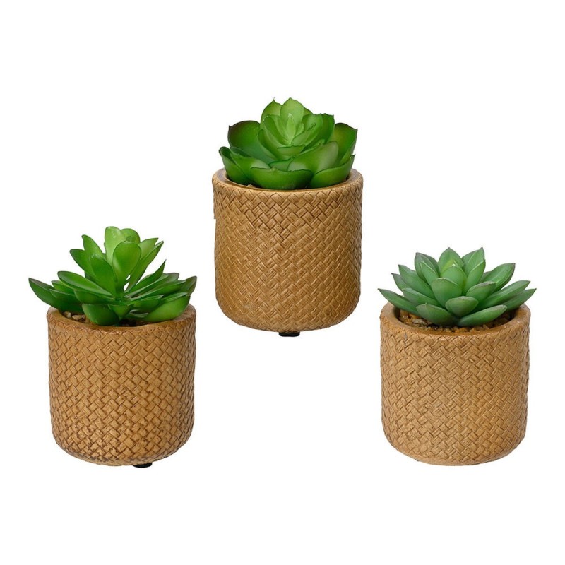 Plante décorative EDM 898158 Succulent 10 cm