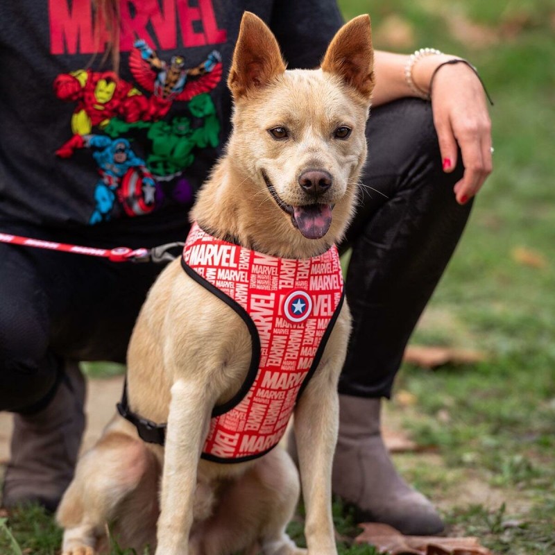 Harnais pour Chien Marvel Rouge Réversible S/M